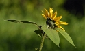 Tiere_DDC4111.jpg   26.04